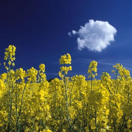 Haus Strandeck Ferienwohnung 14 Mit Sauna- Und Schwimmbadnutzung Im Ahoi Sellin Apartmán Goehren (Ruegen)